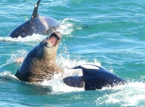 Fotografían el momento en que dos orcas atacan a un elefante marino adulto