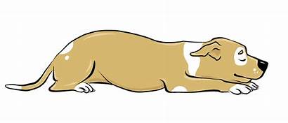 Dog Sleeping Positions Clipart Lion Mean Sitting
