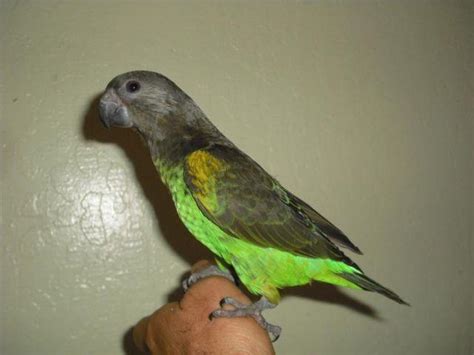 Hi i have green parrotlet pair for sale they are breeding pair they are two years old very healthy birds ill health force sale call for more details n. hand fed baby meyer parrot for Sale in Hayward, California ...