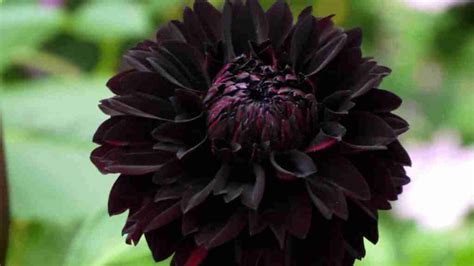 Black Dahlia Flowers Master The Art Of Cultivating Breathtaking Blooms