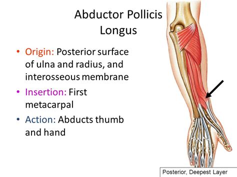 Abductor Pollicis Longus Origin Insertion Nerve Supply And Action