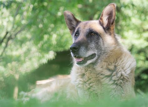 How To Care For An Aging German Shepherd Regis Regal