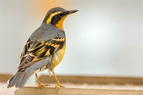 19 Birds With Orange Chests Of North America With Pictures