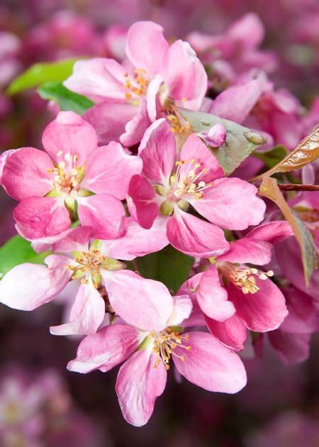 4 Best Flowering Cherry Trees To Grow In The South Ornamental Cherry