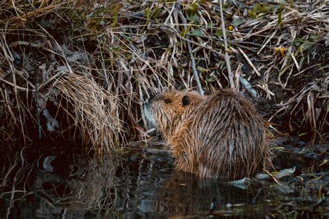 Beavers Engineered Special Exmoor Dam A First In 400 Years Nature