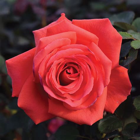 Fragrant Cloud Hybrid Tea Rose Disease Resistant Edmunds Roses