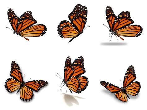 Apprenez à dessiner un papillon monarque en cinq étapes faciles