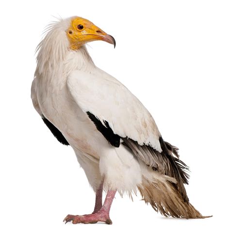 Vulture Bird Facts Cathartes Aura Az Animals
