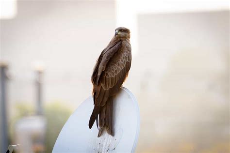 Hawks In Maryland 7 Species With Pictures Wild Bird World