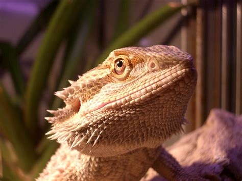 Five Easy Pet Reptile And Amphibians