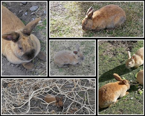 Kens Photo Gallery Pygmy Rabbit Brachylagus Idahoensis