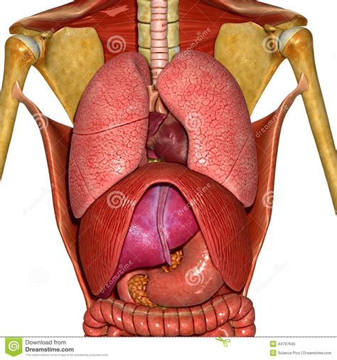 The whole body, as well as the spine, is dependent on the function of each element. Human Anatomy stock illustration. Illustration of heart ...