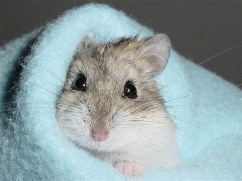 Cute Hamster Wallpaper Wallpapersafari