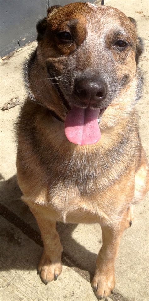 Red Heeler German Shepherd Lab Mix