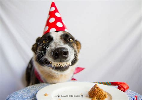 Happy Dog In A Party Hat Bored Panda