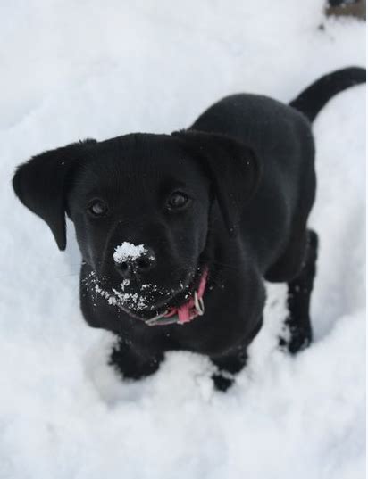 Our love for the labrador retriever gave us the desire to produce a dog with a great temperament and a healthy genetic background. so cute (With images) | Black lab puppies, Lab puppy, Baby ...