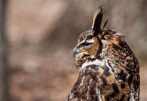 Great Horned Owl Closeup By Stocksy Contributor Brandon Alms Stocksy
