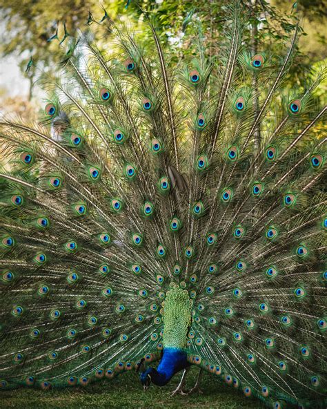 This Beautiful Wild Peacock Lives In Londons Holland Park Rlondon