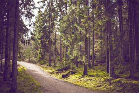 Public Domain Images Dirt Road Green Trees Forest Hiking Trail