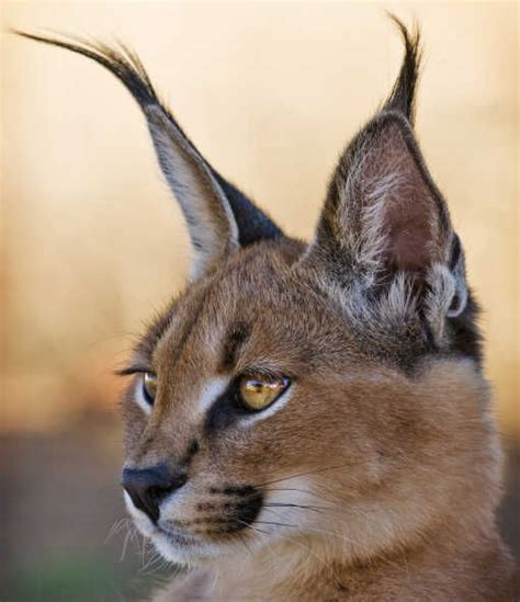 10 Cute Animals With Big Ears Wild Cats Animals Wild Small Wild Cats