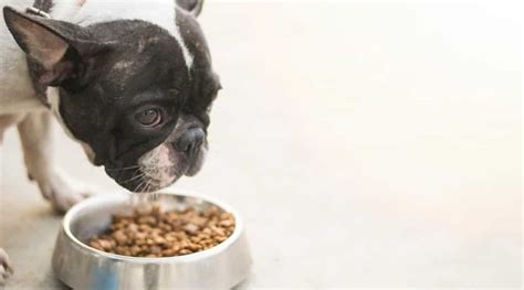 10 Best Foods For French Bulldog With Skin Allergies 2023 Mypetcarejoy