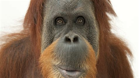 Orangutans National Geographic