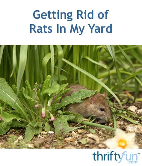 Getting Rid Of Rats In My Yard Thriftyfun