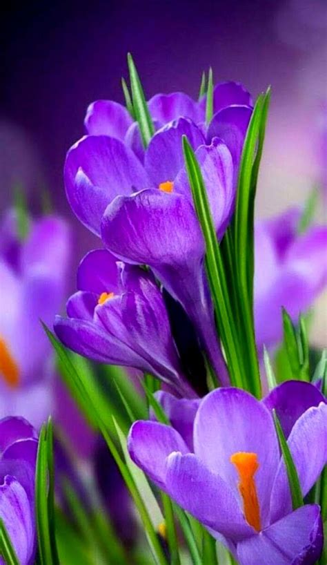 Check spelling or type a new query. Crocus in 2020 | Beautiful flowers, Purple garden, Crocus ...
