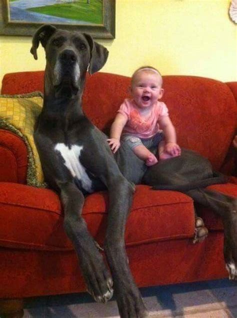 That Girl Is So Happy Right Now Cute Animals Big Dog Breeds Best
