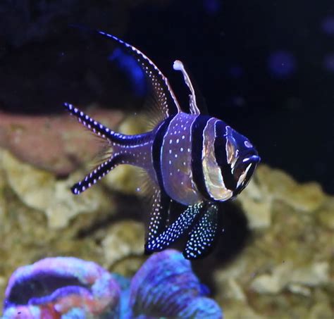 Banggai Cardinalfish Reef Aquarium