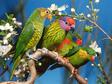 Beautiful Colorful Cute Birds Wallpaper Wallpaper Me