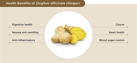 Zingiber Officinale Ginger Yeshealth Supplement Mall