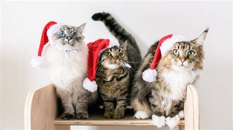 Our 3 Cats Wearing Santa Hats Youtube