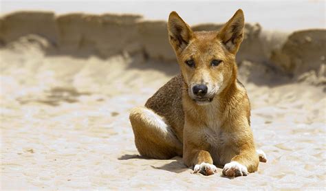 Dingo Declared A Separate Species Australian Geographic