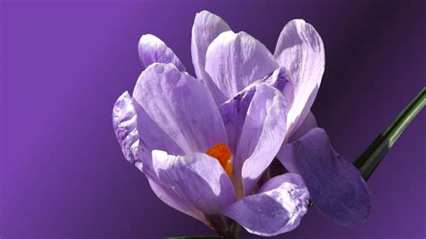 Desktop Wallpaper Bloom Crocus Purple Flowers Hd Image Picture