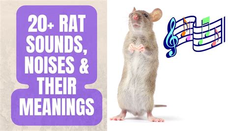 20 Amazing Rat Sounds And Their Meanings In 2023 Basic Rodents