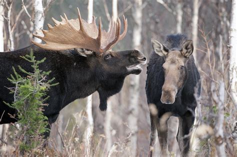 Moose Reproduction