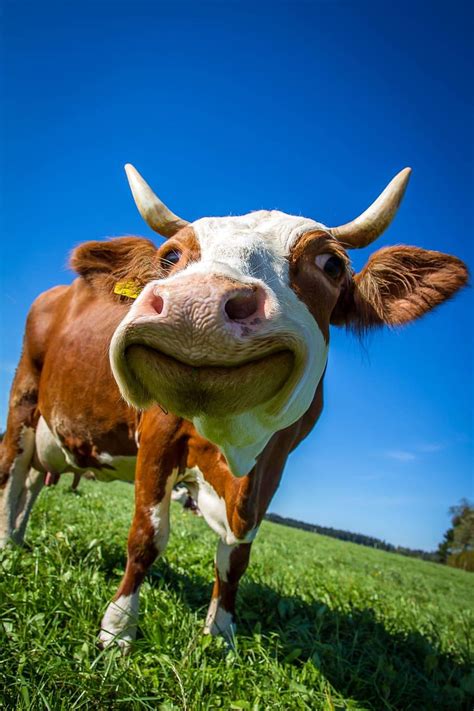 Funny Cow Wallpapers Top Những Hình Ảnh Đẹp