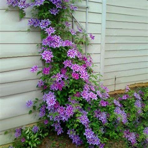 In many respects, the vinca minor vine resembles a vine that crawls along the ground. Shade Perennials Climbing Annual Plants in 2020 | Clematis ...