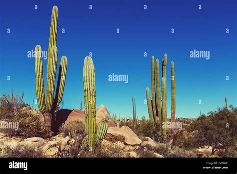 Cactus In Mexico Stock Photo Alamy