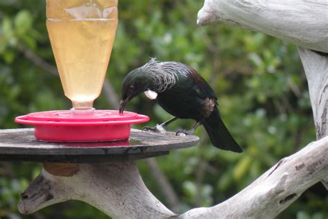Nectar is the pure emotion that your share with your child, your family and your friends. A Nectar feeder