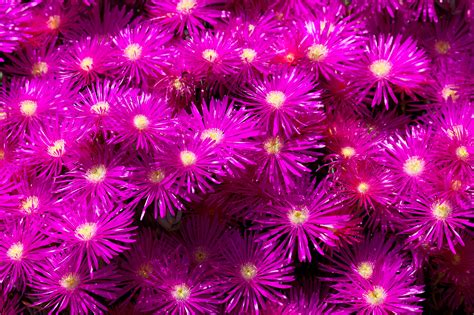 Free Images Nature Blossom Plant Texture Flower Purple Petal