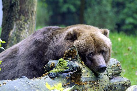 Young sad boy at school. Best Sad Bear Stock Photos, Pictures & Royalty-Free Images ...