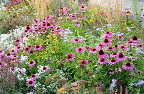 Quelles Plantes Cultiver Sans Eau Pour Fleurir Le Jardin Elle