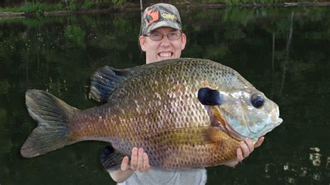 50 Lb Bluegill Fishing Challenge Catching 50 Lbs Of Bluegill With