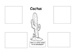 The cactus developed these leaves to adapt to its dry environment. Cactus - suited to its environment. | Teaching Resources