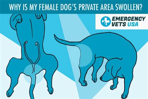 Why Is My Female Dogs Private Area Swollen Top 7 Reasons