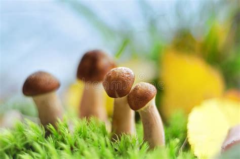 Mushrooms Grow In The Forest In Autumn Stock Photo Image Of Brown
