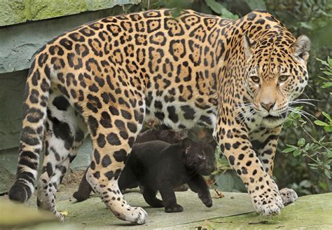 The latest tweets from @jaguars Foto's kleine jaguars voor het eerst naar buiten | Kidsweek