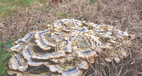 North Carolina Wild Mushroom Guide